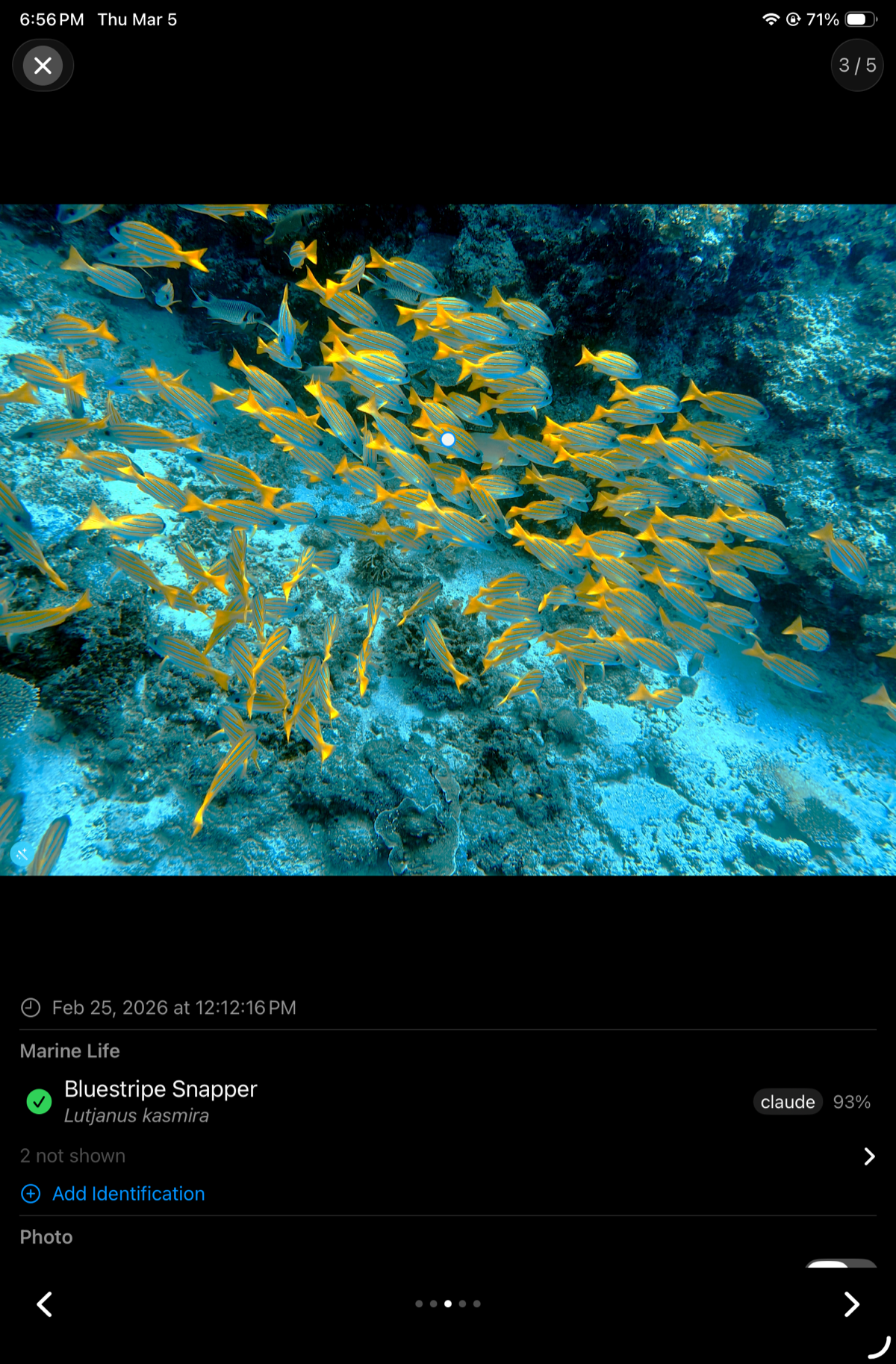 Bluestripe Snapper school after color correction — yellow and blue stripes restored