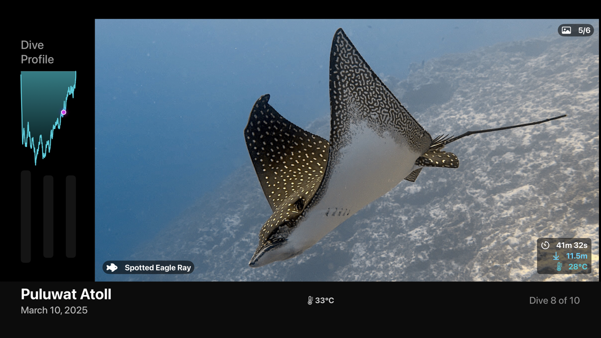 tvOS photo view — Spotted Eagle Ray, Puluwat Atoll
